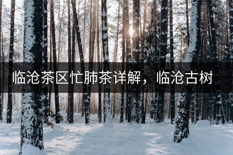 臨滄茶區忙肺茶詳解，臨滄古樹茶口感特點