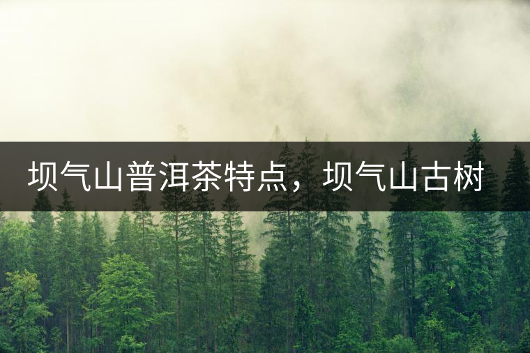 壩氣山普洱茶特點,壩氣山古樹茶介紹 壩氣山普洱茶特點,壩氣山古樹茶介紹