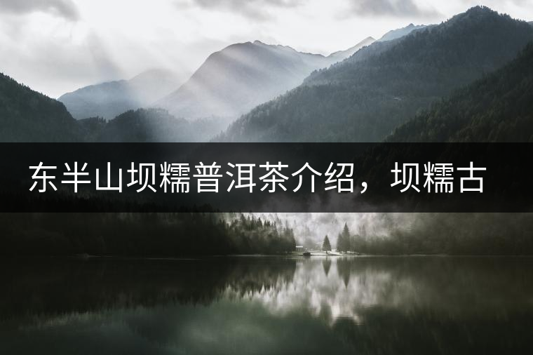 東半山壩糯普洱茶介紹,壩糯古樹茶口感特點 東半山壩糯普洱茶介紹,壩糯古樹茶口感特點