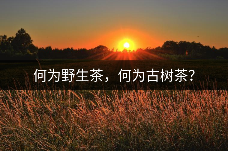 何為野生茶,何為古樹茶? 何為野生茶,何為古樹茶?