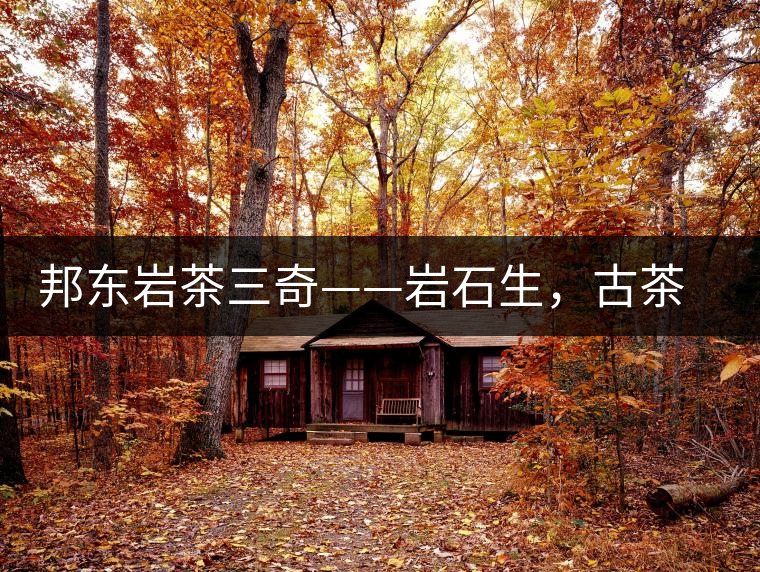 邦東巖茶三奇——巖石生，古茶韻，原野香
