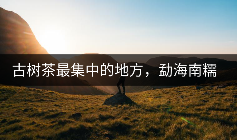 古樹茶最集中的地方,勐海南糯山古茶山介紹 古樹茶最集中的地方,勐海南糯山古茶山介紹