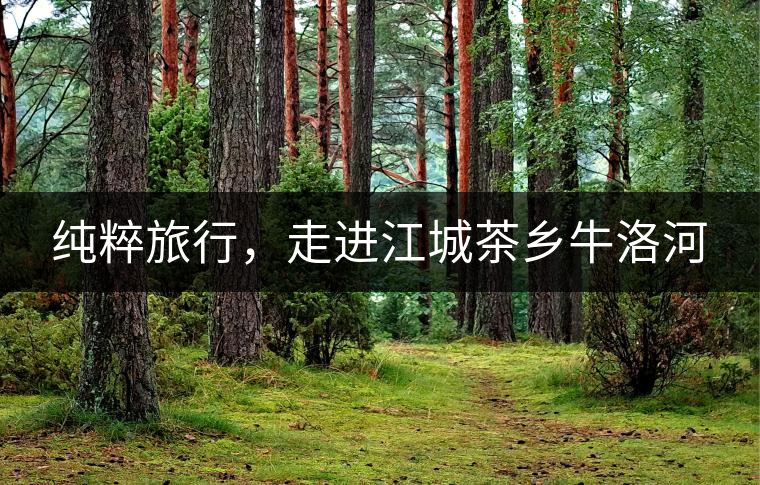 純粹旅行,走進江城茶鄉牛洛河 純粹旅行,走進江城茶鄉牛洛河