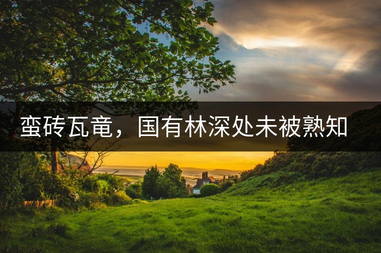 蠻磚瓦竜,國有林深處未被熟知的山頭 蠻磚瓦竜,國有林深處未被熟知的山頭