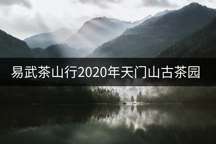 易武茶山行2020年天門山古茶園尋茶介紹 易武茶山行2020年天門山古茶園尋茶介紹