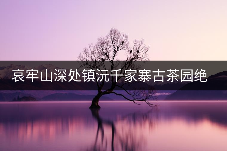 哀牢山深處鎮沅千家寨古茶園絕美生態 哀牢山深處鎮沅千家寨古茶園絕美生態