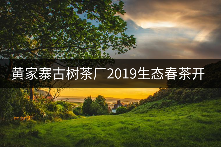 黃家寨古樹茶廠2019生態春茶開采 黃家寨古樹茶廠2019生態春茶開采