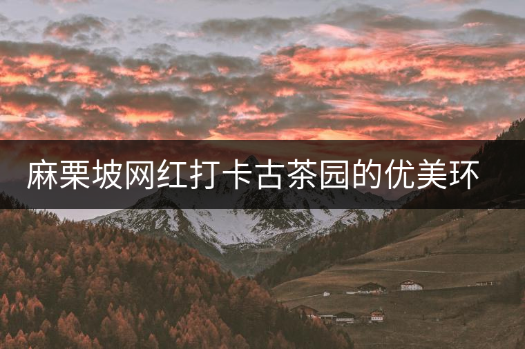 麻栗坡網(wǎng)紅打卡古茶園的優(yōu)美環(huán)境 麻栗坡網(wǎng)紅打卡古茶園的優(yōu)美環(huán)境