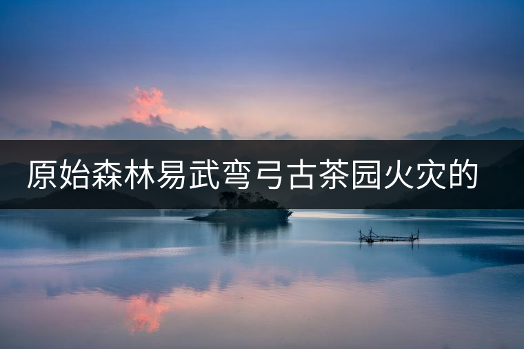 原始森林易武彎弓古茶園火災的警醒 原始森林易武彎弓古茶園火災的警醒
