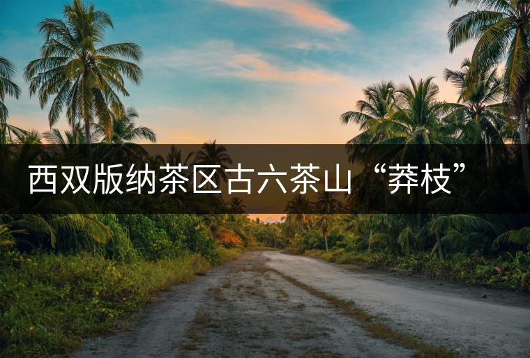 西雙版納茶區古六茶山“莽枝”古樹茶特點講解 西雙版納茶區古六茶山“莽枝”古樹茶特點講解