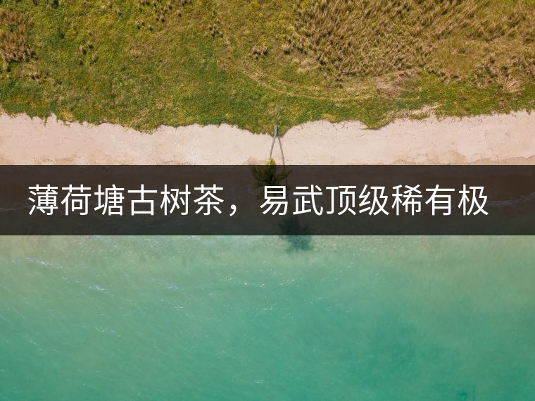 薄荷塘古樹茶,易武頂級稀有極品 薄荷塘古樹茶,易武頂級稀有極品