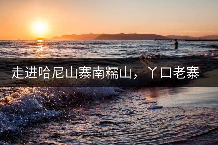 走進(jìn)哈尼山寨南糯山，丫口老寨普洱茶特點(diǎn)