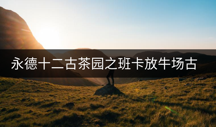 永德十二古茶園之班卡放牛場古樹茶特點介紹 永德十二古茶園之班卡放牛場古樹茶特點介紹