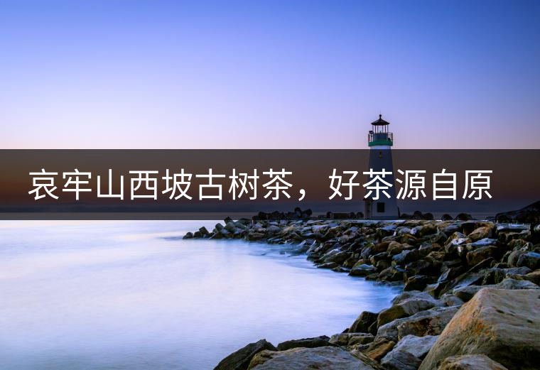 哀牢山西坡古樹茶，好茶源自原生態高山