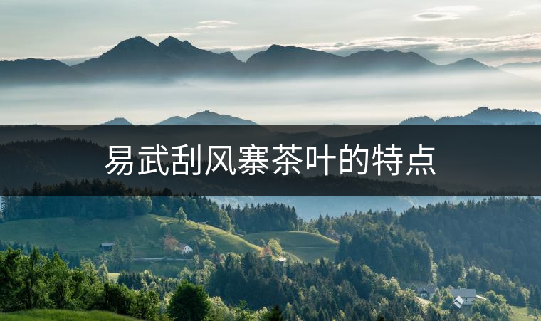 易武刮風寨茶葉的特點