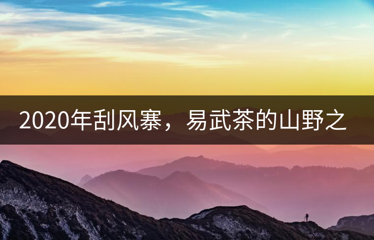 2020年刮風寨,易武茶的山野之王-易武中聘號 2020年刮風寨,易武茶的山野之王-易武中聘號