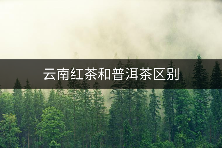 云南紅茶和普洱茶區別