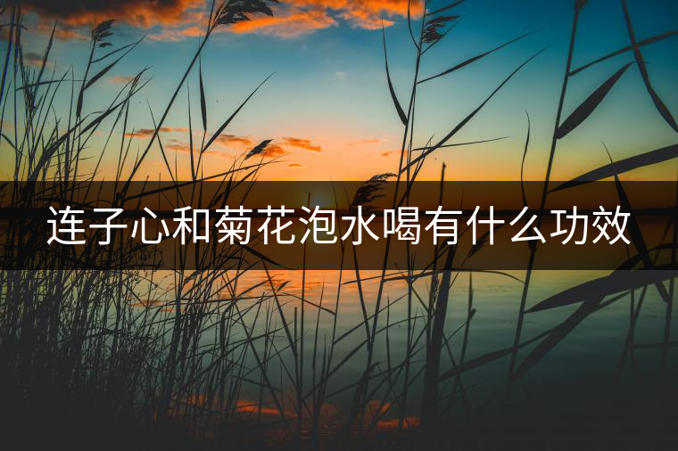 連子心和菊花泡水喝有什么功效 連子心和菊花泡水喝有什么功效