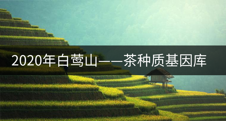 2020年白鶯山——茶種質(zhì)基因庫-易武中聘號(hào) 2020年白鶯山——茶種質(zhì)基因庫-易武中聘號(hào)