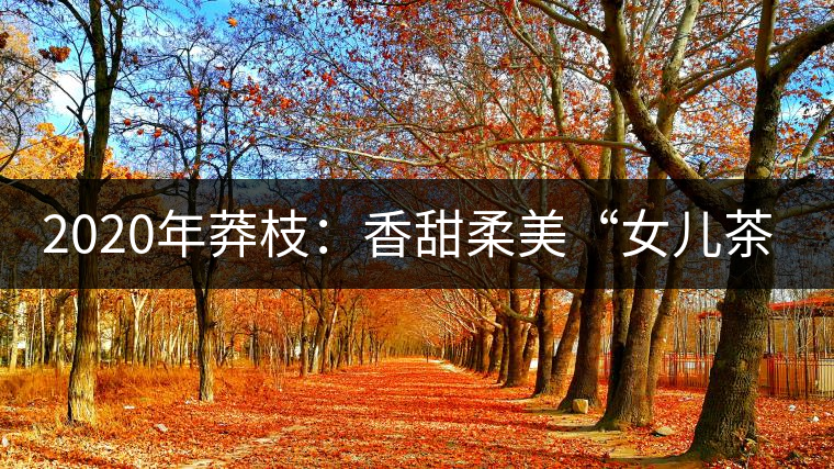 2020年莽枝:香甜柔美“女兒茶”-易武中聘號 2020年莽枝:香甜柔美“女兒茶”-易武中聘號