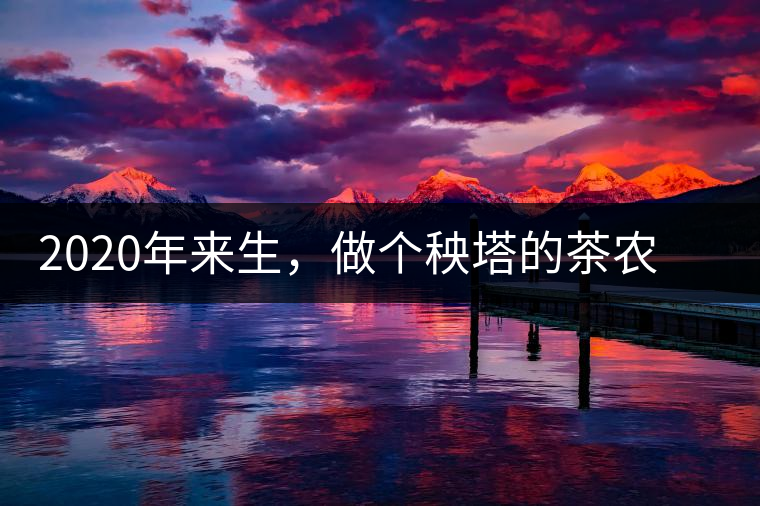 2020年來生,做個秧塔的茶農 上樹摘茶 下樹數錢-易武中聘號 2020年來生,做個秧塔的茶農 上樹摘茶 下樹數錢-易武中聘號