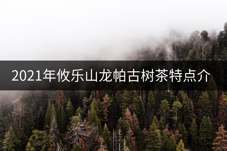2021年攸樂(lè)山龍帕古樹(shù)茶特點(diǎn)介紹 2021年攸樂(lè)山龍帕古樹(shù)茶特點(diǎn)介紹