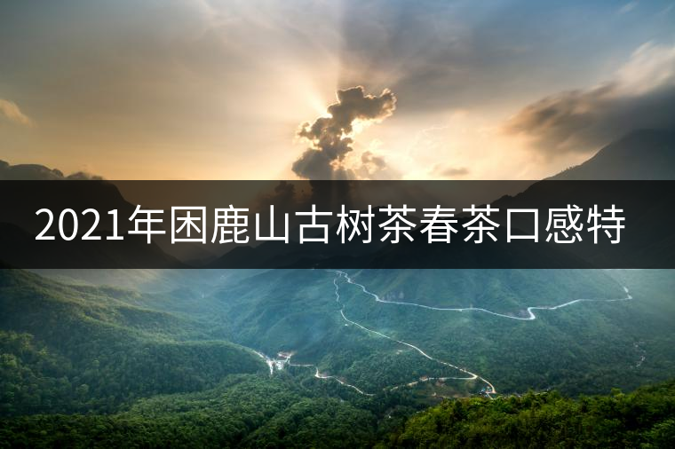 2021年困鹿山古樹茶春茶口感特點