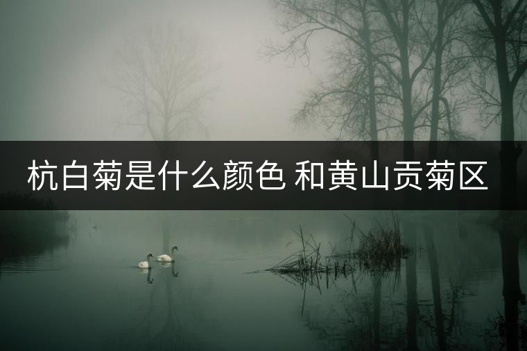 杭白菊是什么顏色 和黃山貢菊區別哪個好