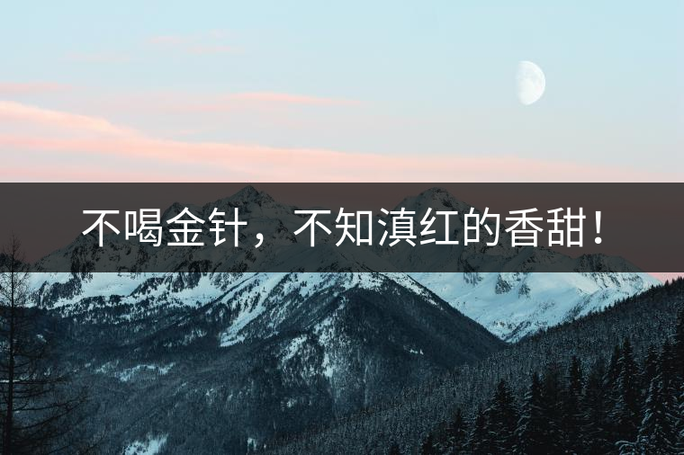 不喝金針,不知滇紅的香甜! 不喝金針,不知滇紅的香甜!
