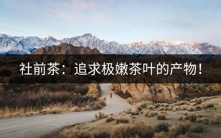 社前茶：追求極嫩茶葉的產物！