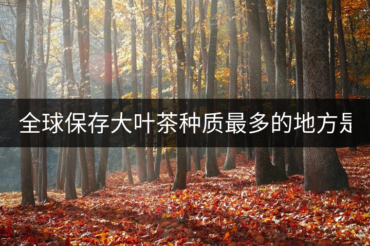 全球保存大葉茶種質最多的地方是哪？