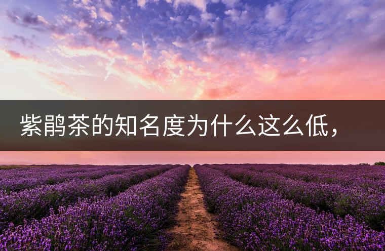 紫鵑茶的知名度為什么這么低，適合做成生茶還是熟茶？