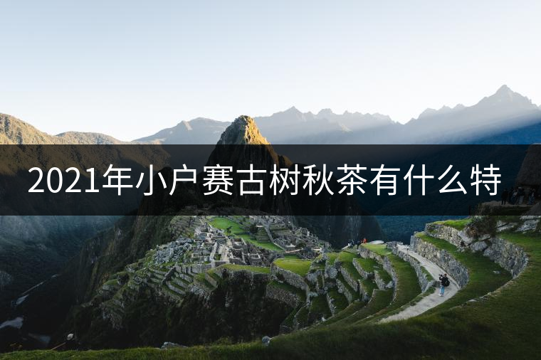 2021年小戶賽古樹秋茶有什么特點? 2021年小戶賽古樹秋茶有什么特點?