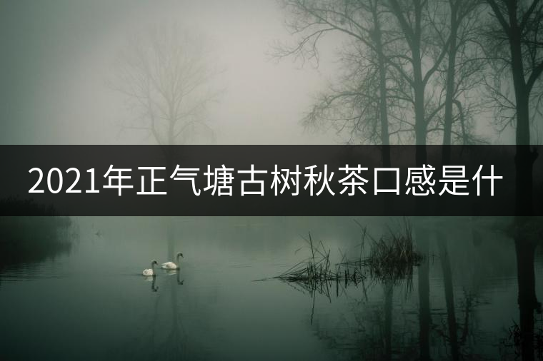 2021年正氣塘古樹秋茶口感是什么? 2021年正氣塘古樹秋茶口感是什么?