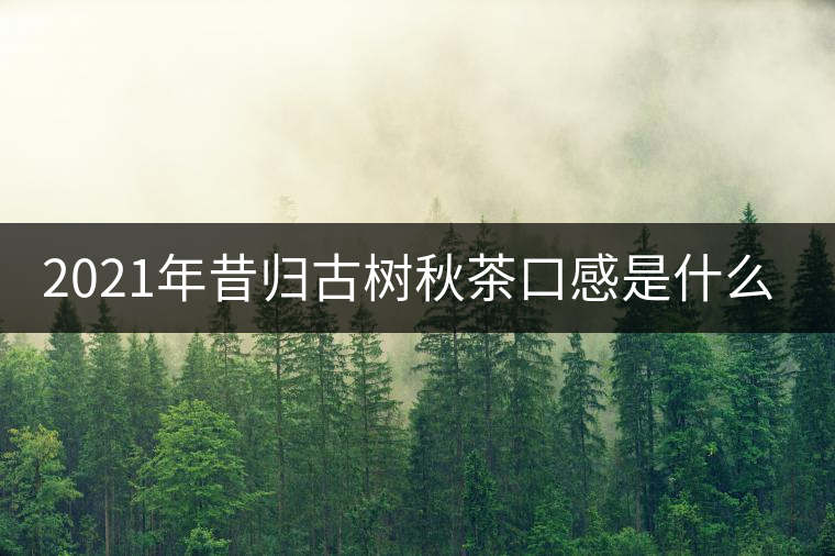 2021年昔歸古樹秋茶口感是什么？