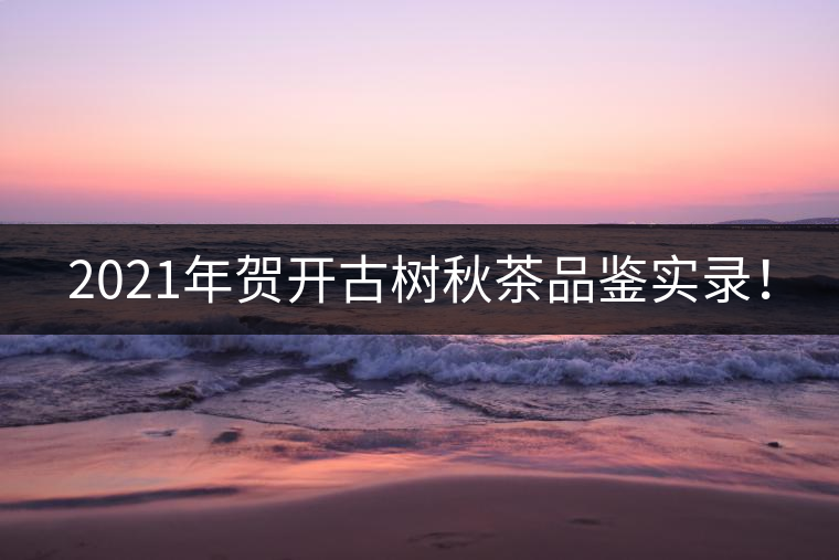2021年賀開古樹秋茶品鑒實錄! 2021年賀開古樹秋茶品鑒實錄!