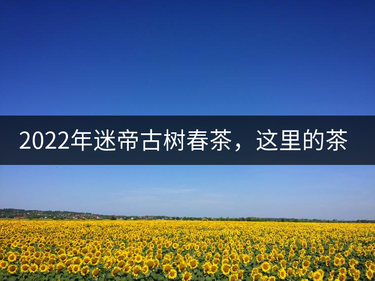 2022年迷帝古樹春茶,這里的茶 皇帝都著迷 2022年迷帝古樹春茶,這里的茶 皇帝都著迷