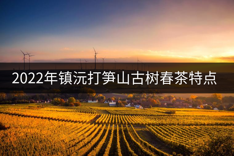 2022年鎮(zhèn)沅打筍山古樹春茶特點(diǎn)? 2022年鎮(zhèn)沅打筍山古樹春茶特點(diǎn)?