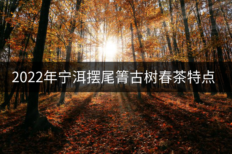 2022年寧洱擺尾箐古樹春茶特點？