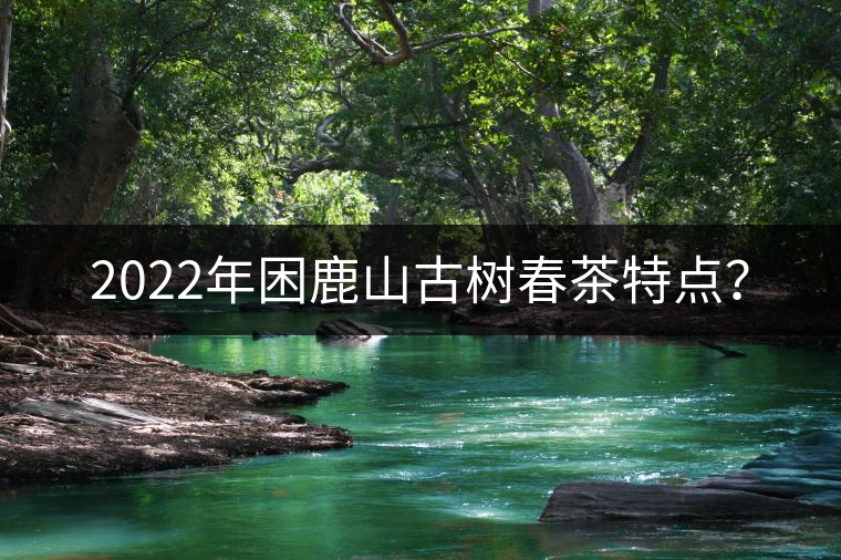 2022年困鹿山古樹春茶特點？