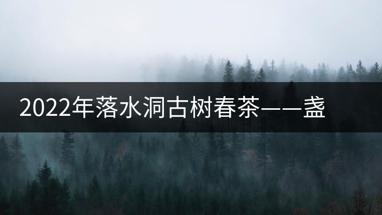 2022年落水洞古樹春茶——盞盛琥珀光,柔甜入人心 2022年落水洞古樹春茶——盞盛琥珀光,柔甜入人心