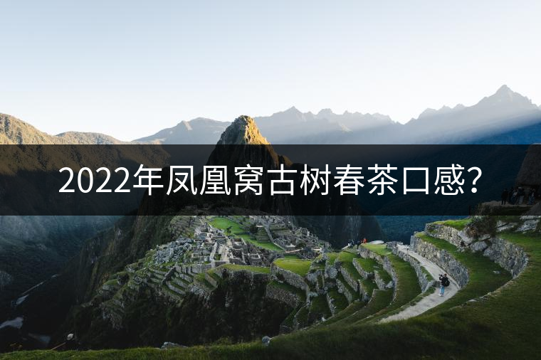 2022年鳳凰窩古樹春茶口感? 2022年鳳凰窩古樹春茶口感?