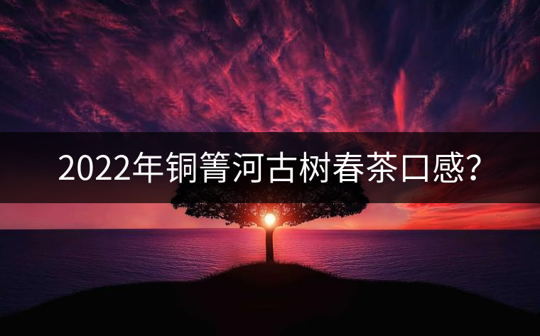 2022年銅箐河古樹春茶口感? 2022年銅箐河古樹春茶口感?