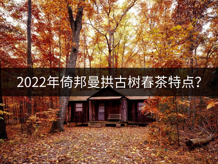 2022年倚邦曼拱古樹春茶特點? 2022年倚邦曼拱古樹春茶特點?