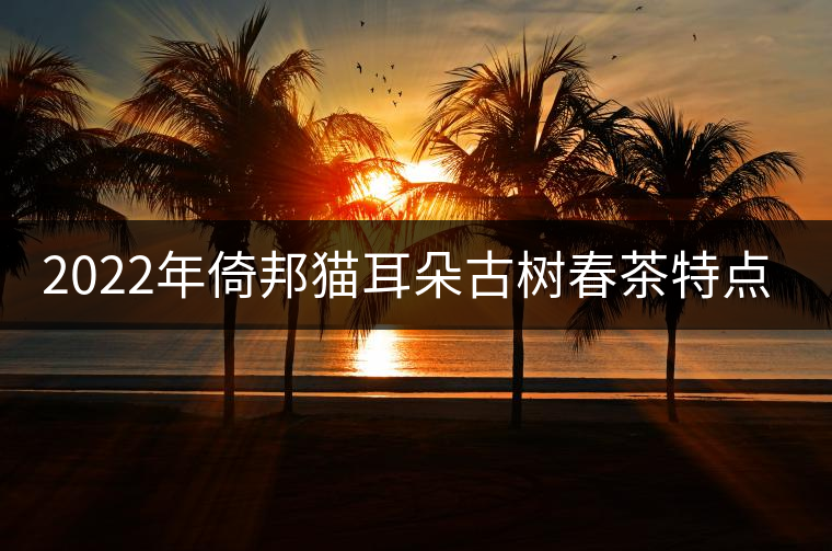 2022年倚邦貓耳朵古樹春茶特點? 2022年倚邦貓耳朵古樹春茶特點?