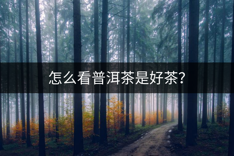 怎么看普洱茶是好茶? 怎么看普洱茶是好茶?