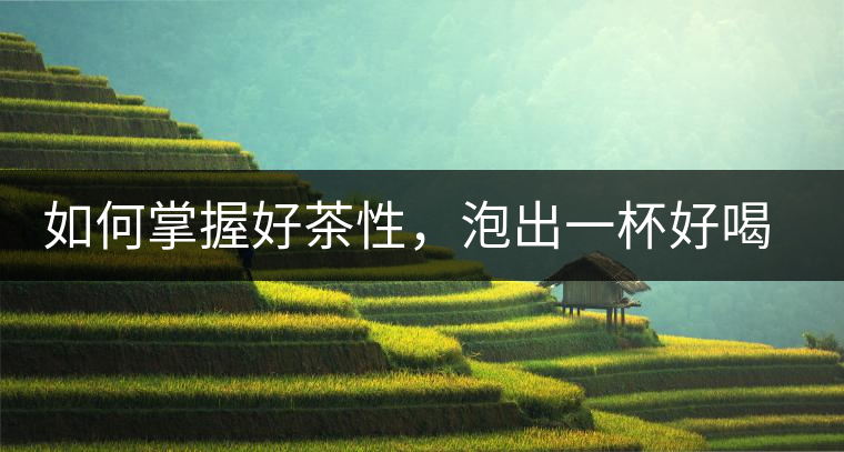 如何掌握好茶性，泡出一杯好喝的普洱熟茶？