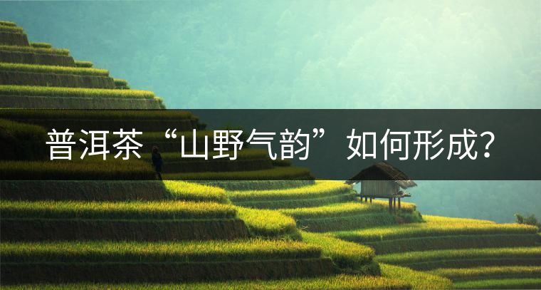普洱茶“山野氣韻”如何形成？