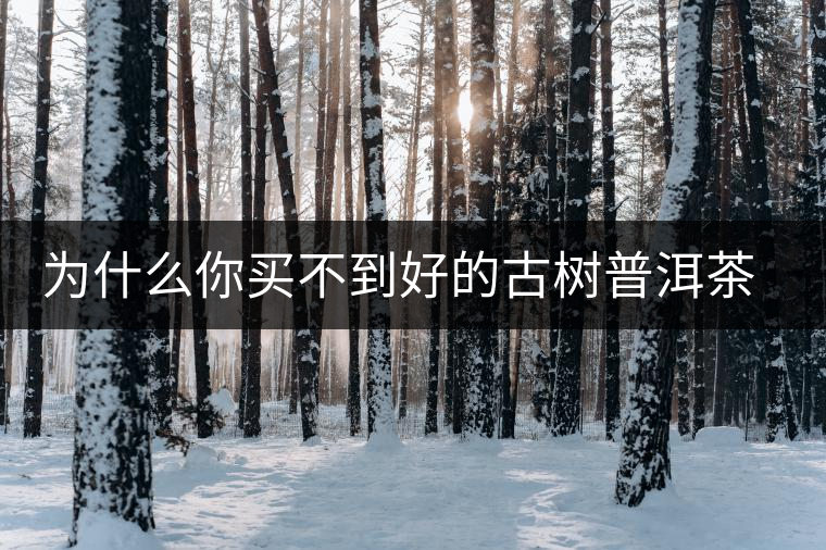 為什么你買不到好的古樹普洱茶?買茶防坑指南,看完就有收獲! 為什么你買不到好的古樹普洱茶?買茶防坑指南,看完就有收獲!