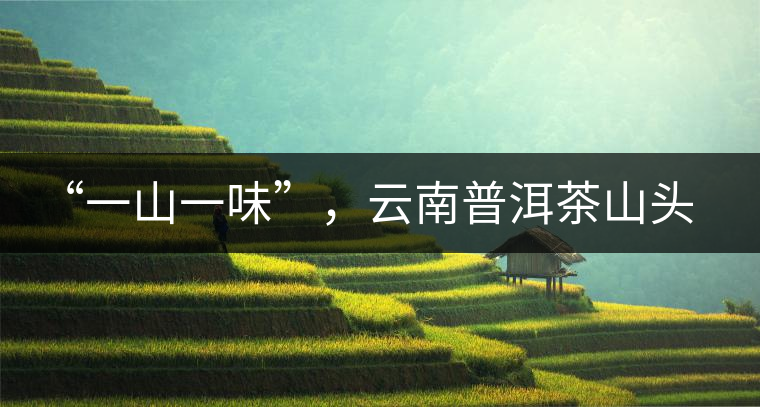 “一山一味”,云南普洱茶山頭茶的真實意義! “一山一味”,云南普洱茶山頭茶的真實意義!
